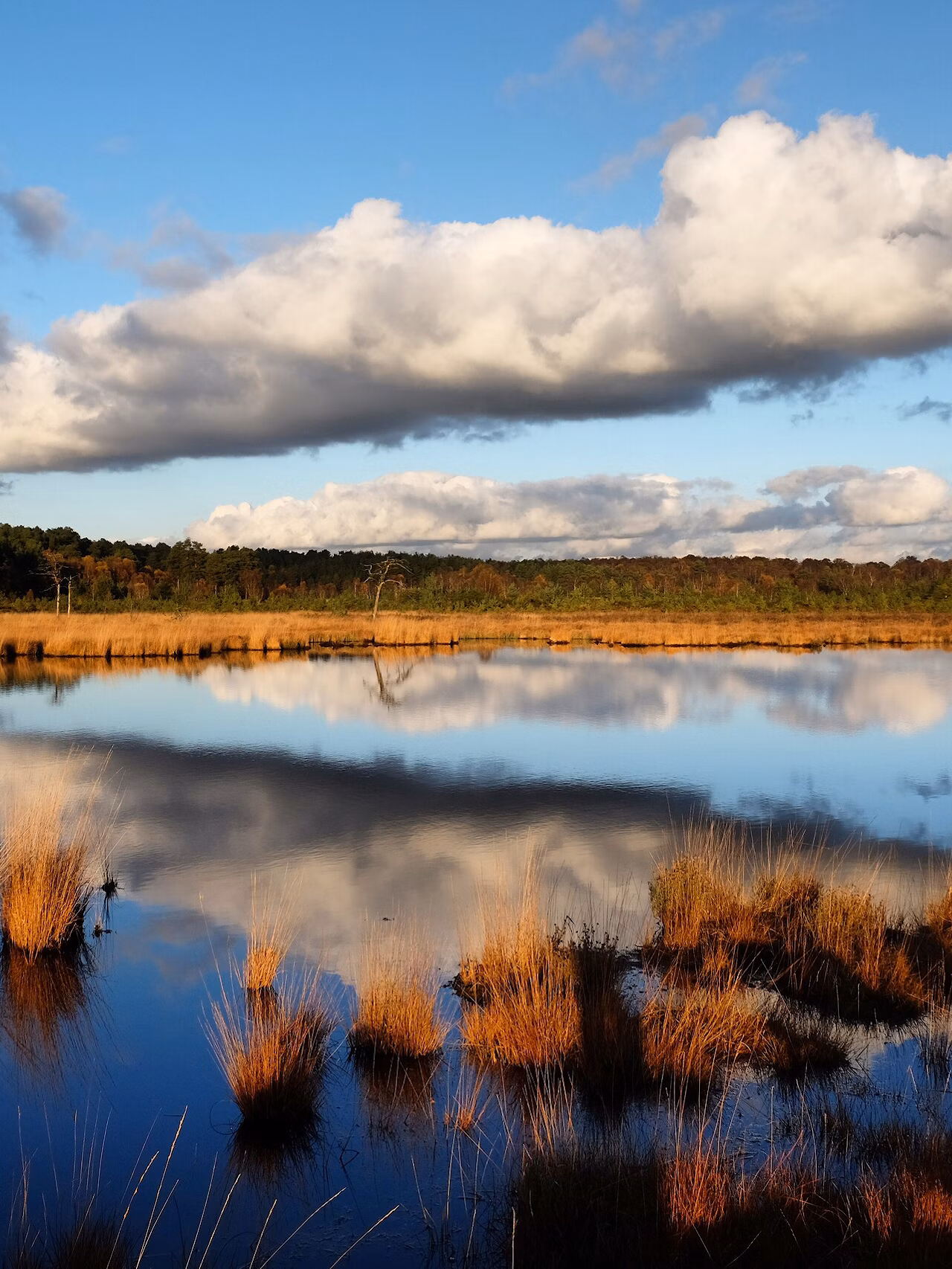 Thursley heath wetlands