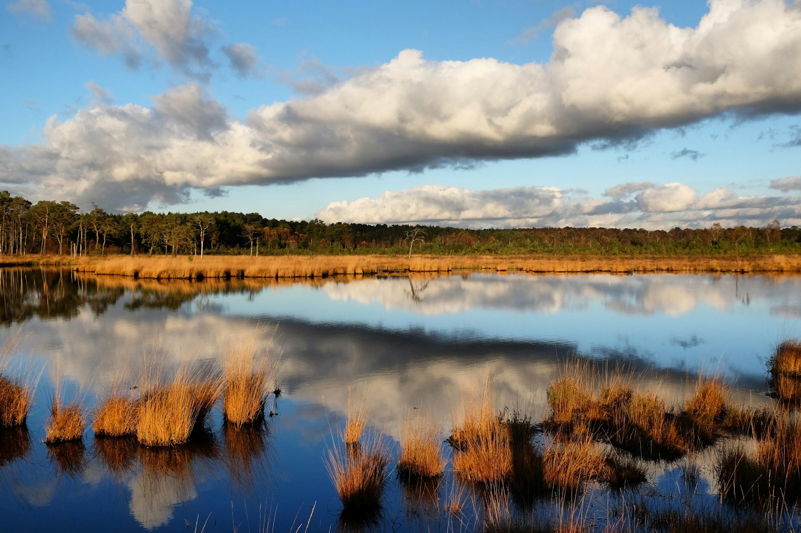 Thursley heath wetlands