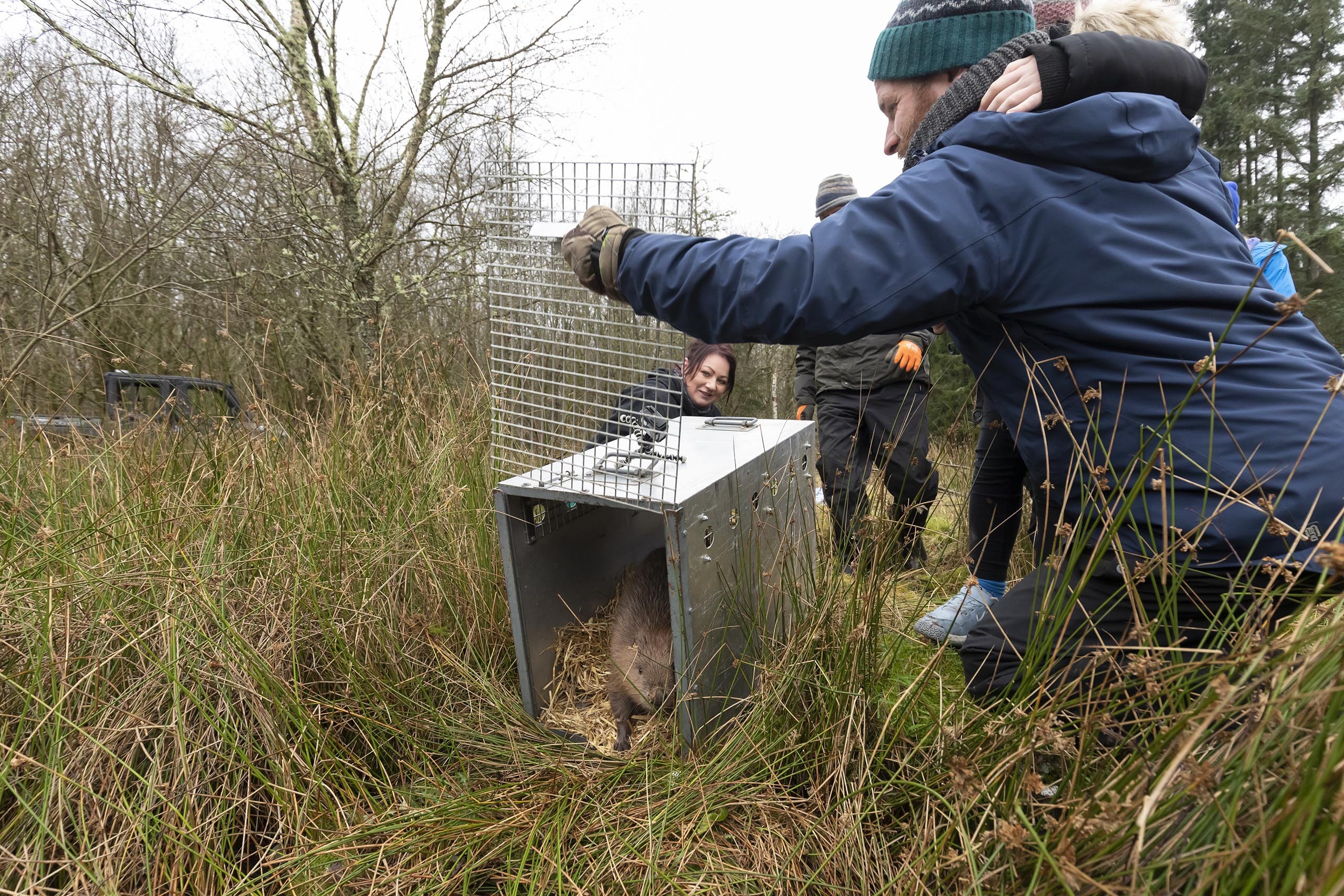Tom Bowser releasing beaver