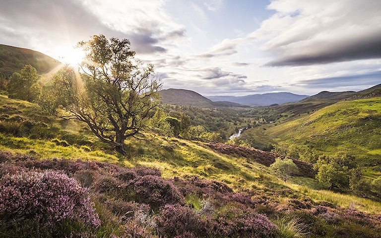 Sun on green hillside with heather