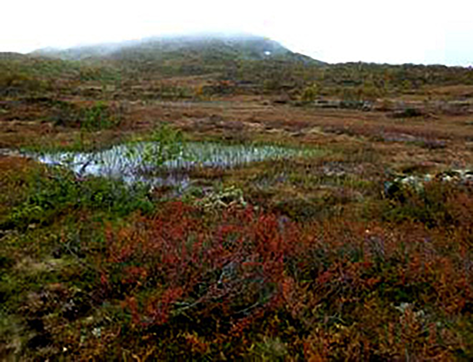 Trees and shrubs on blanket bog, Norway