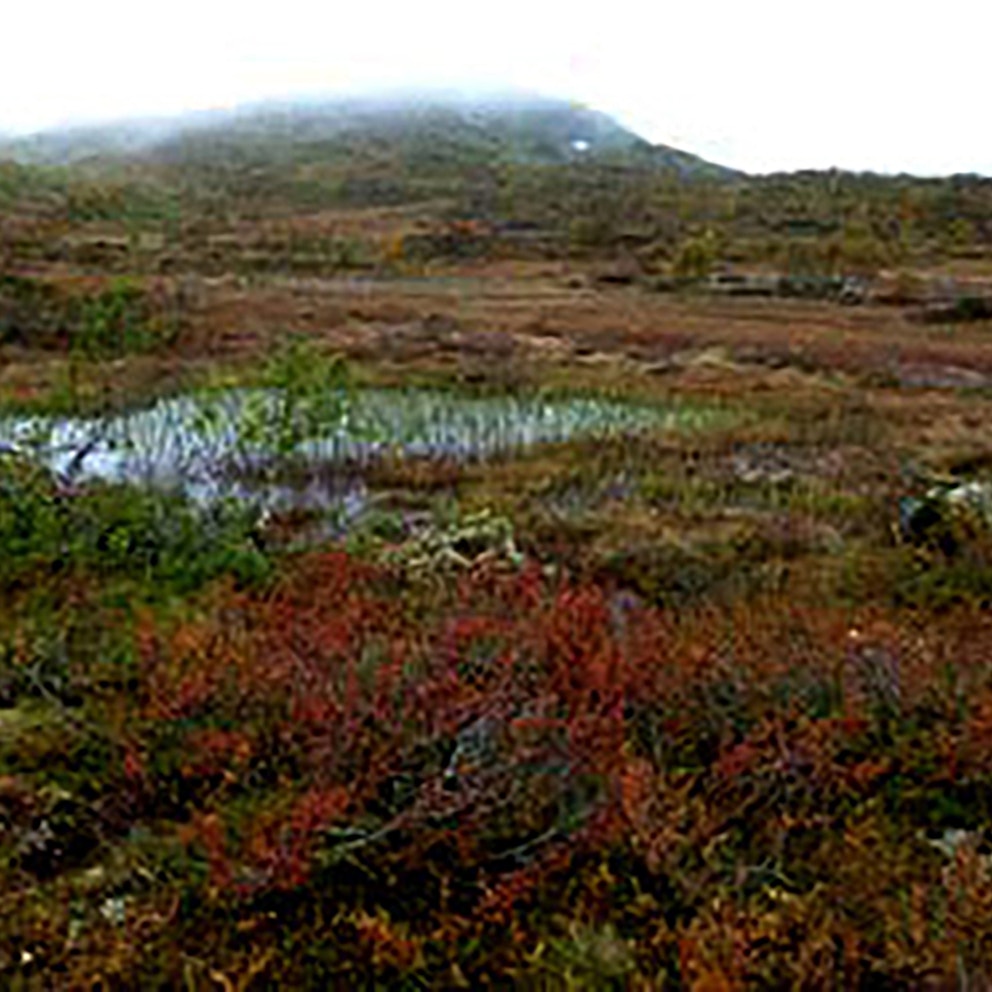 Trees and shrubs on blanket bog, Norway