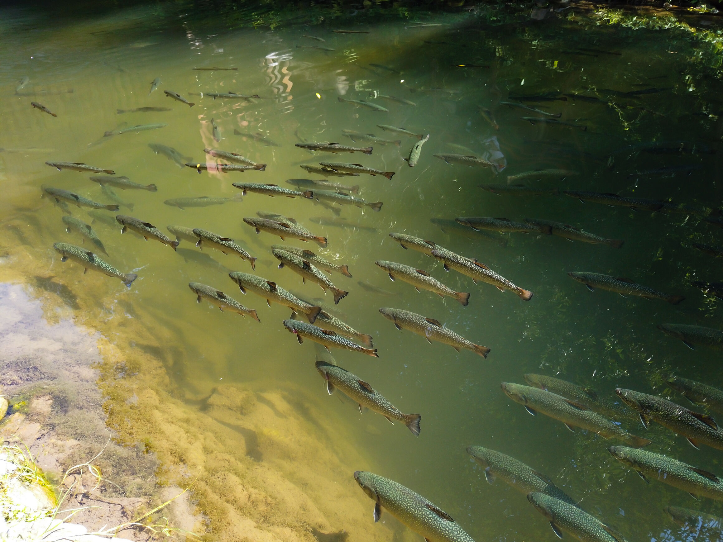 Group of brown trout swimming in a river.