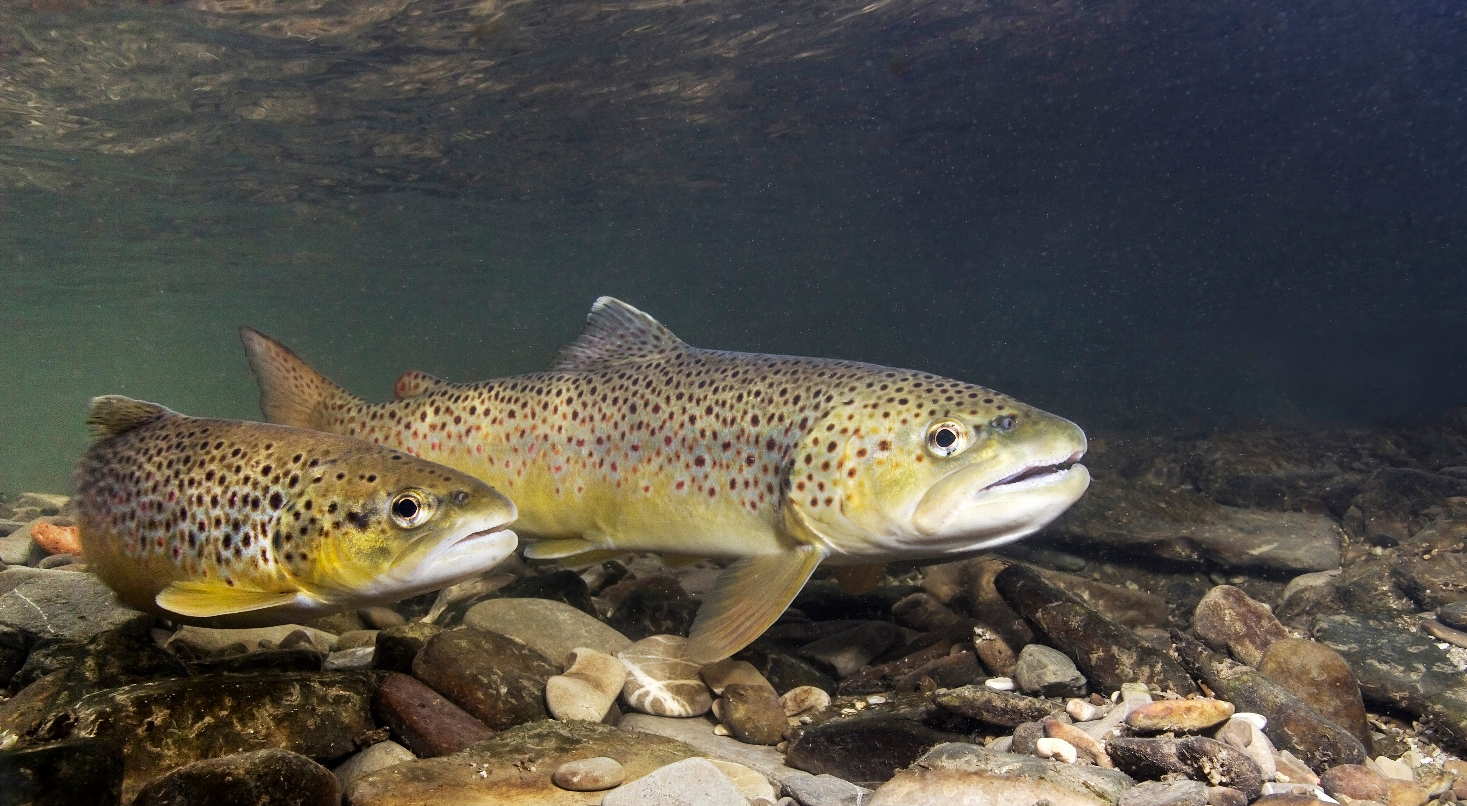 Two brown trout swimming just above a rocky river bed.