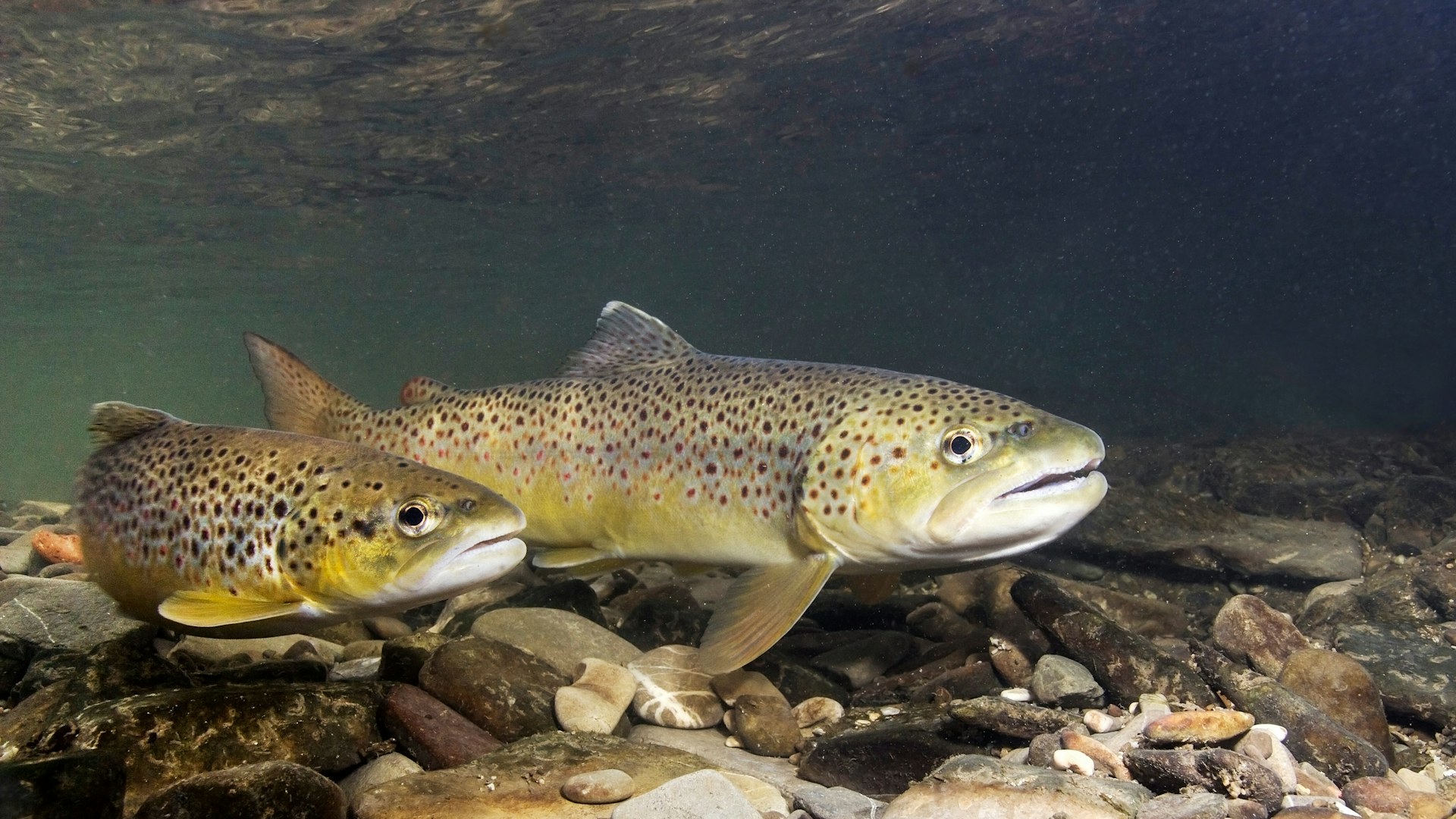 Two brown trout swimming just above a rocky river bed.