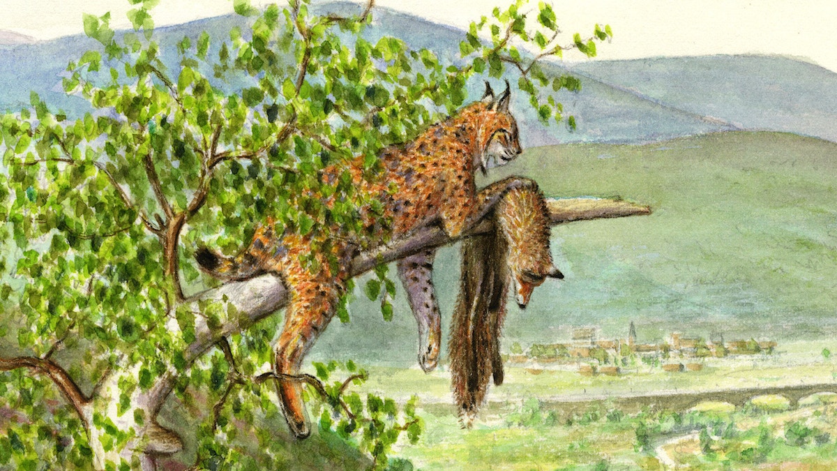 Uplands lynx