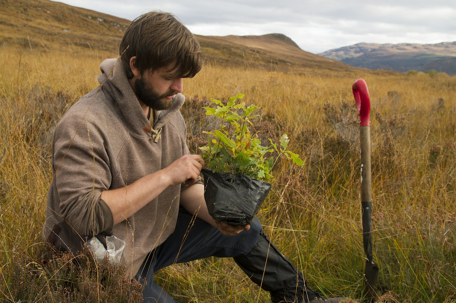 Volunteer tree planting