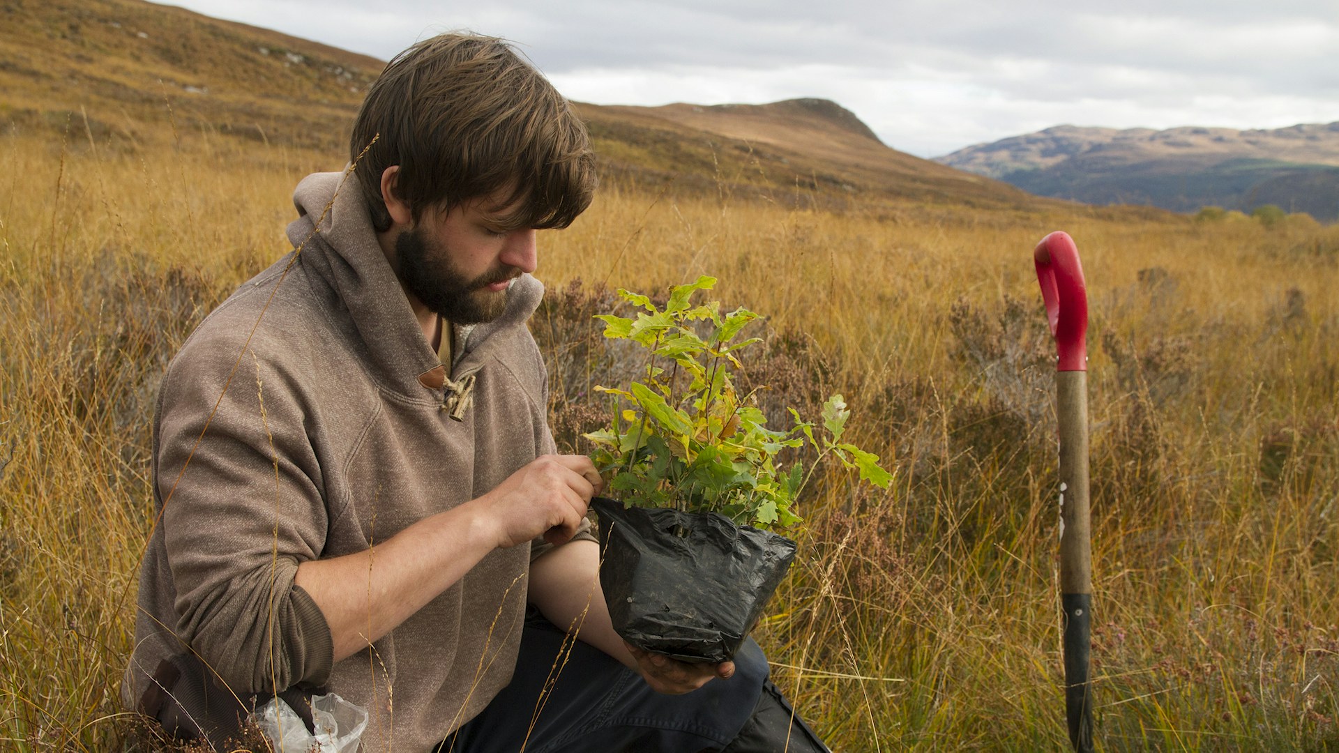 Volunteer tree planting