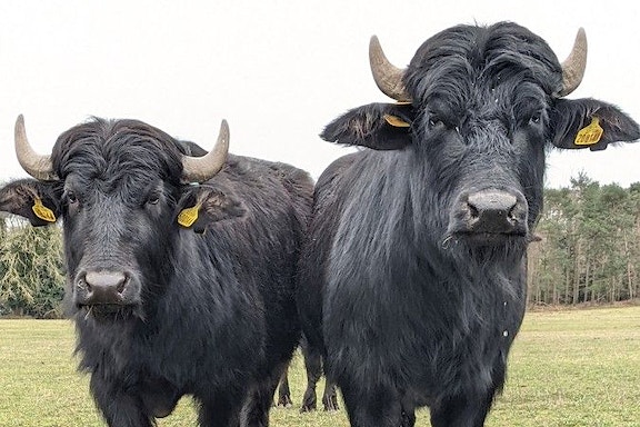 Water Buffalo Somerleyton