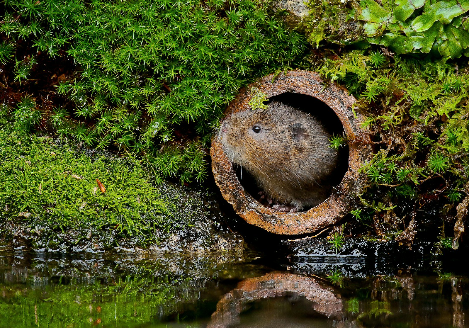 Water vole