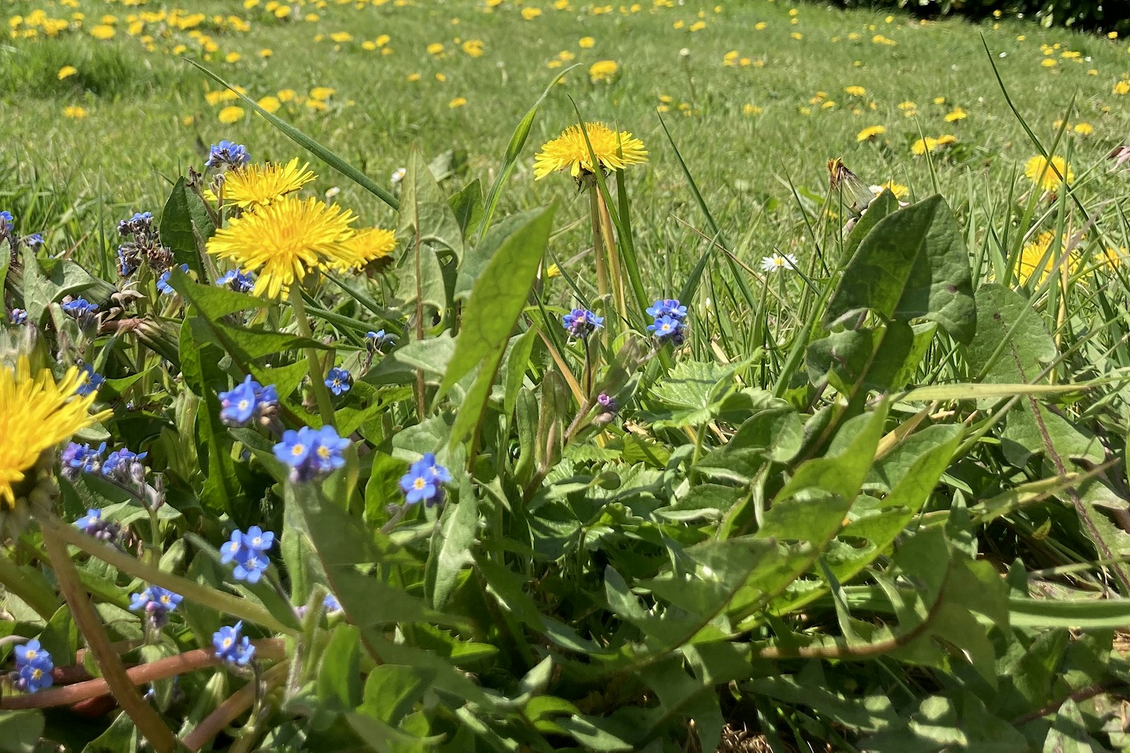 Weeds Plantlife