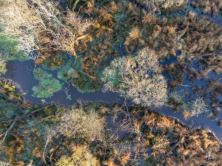 Beaver created wetland in West Devon