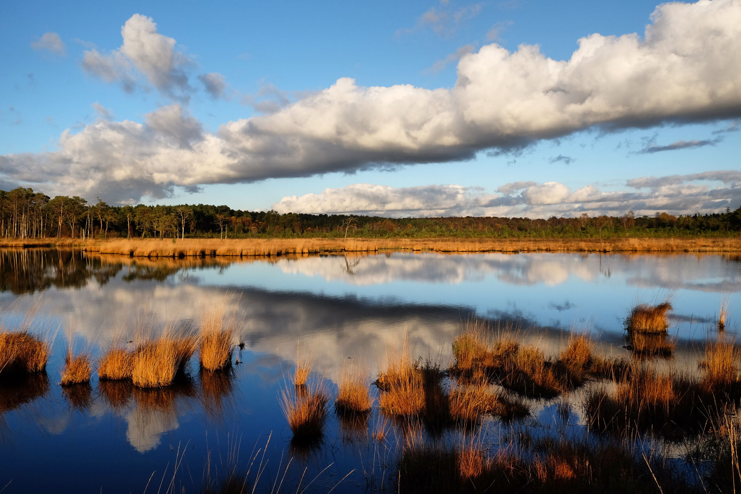 Wetland landscape, Thursley Common.