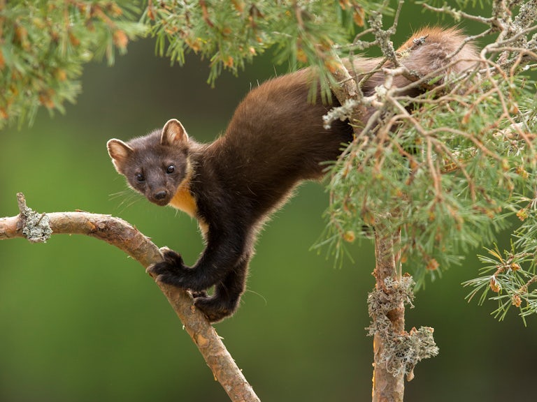 pine marten in tree