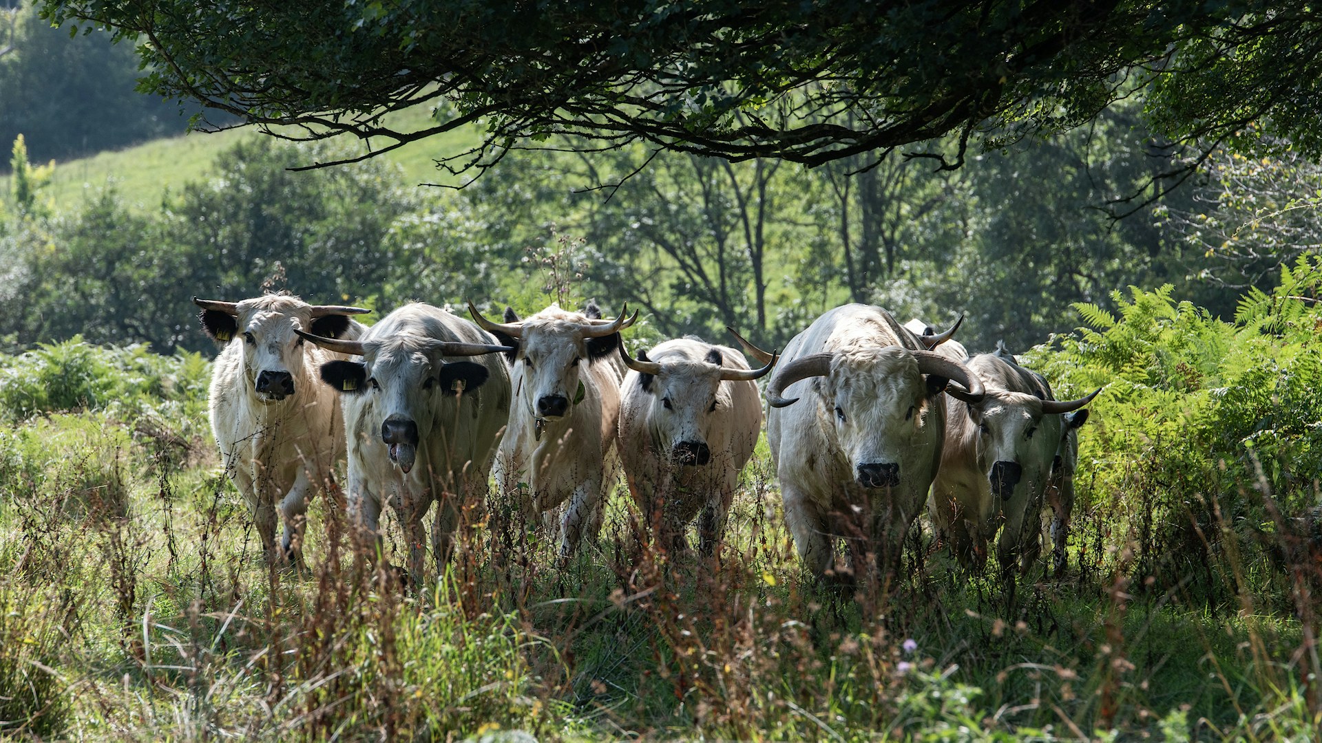 White park cattle mapperton