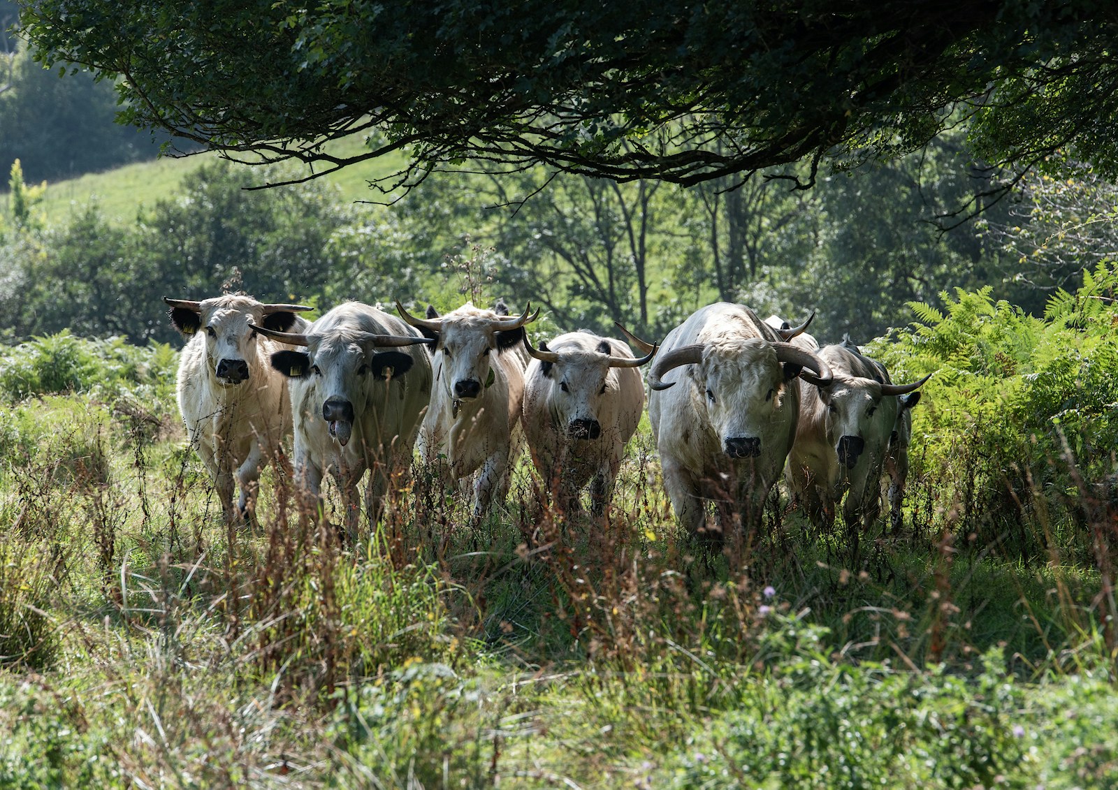 White park cattle mapperton