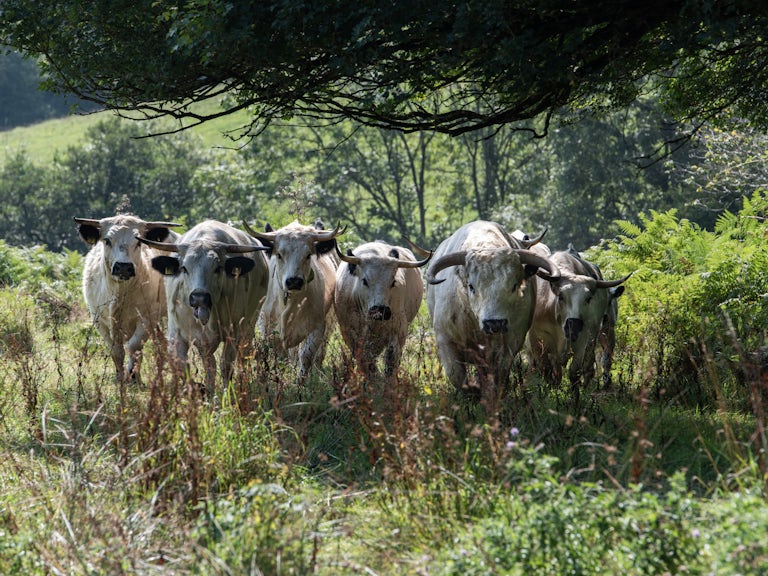 White park cattle mapperton