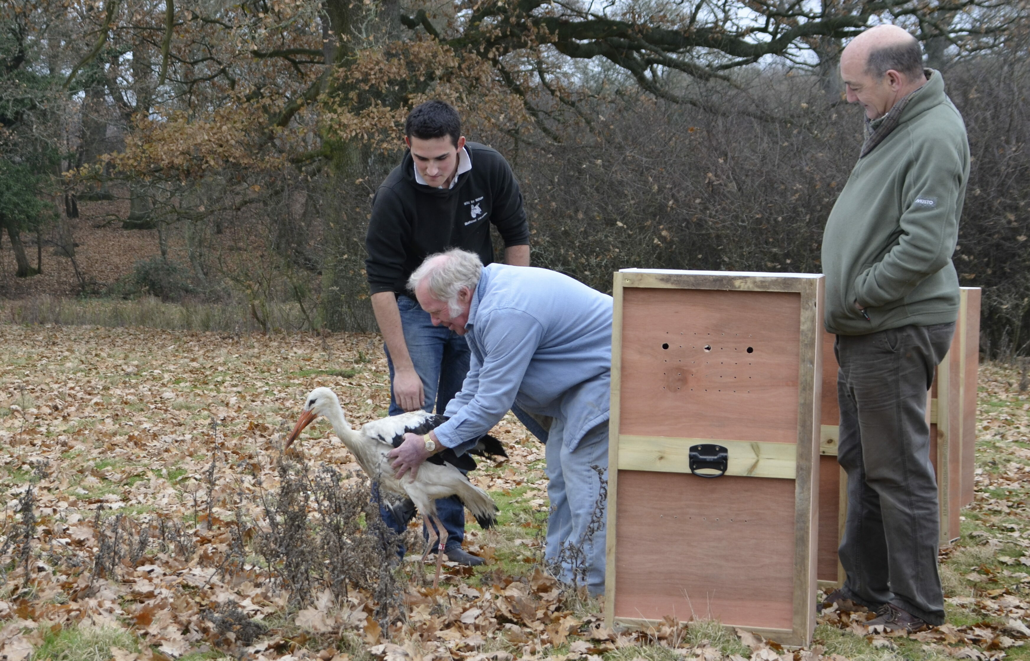 White stork being released at Knepp Wildland