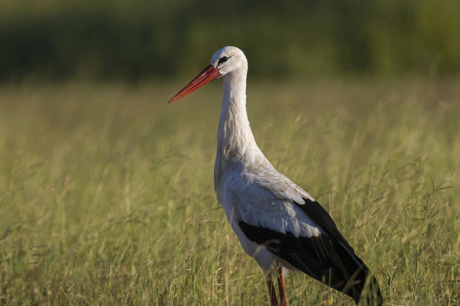 A white stork standing in grassland