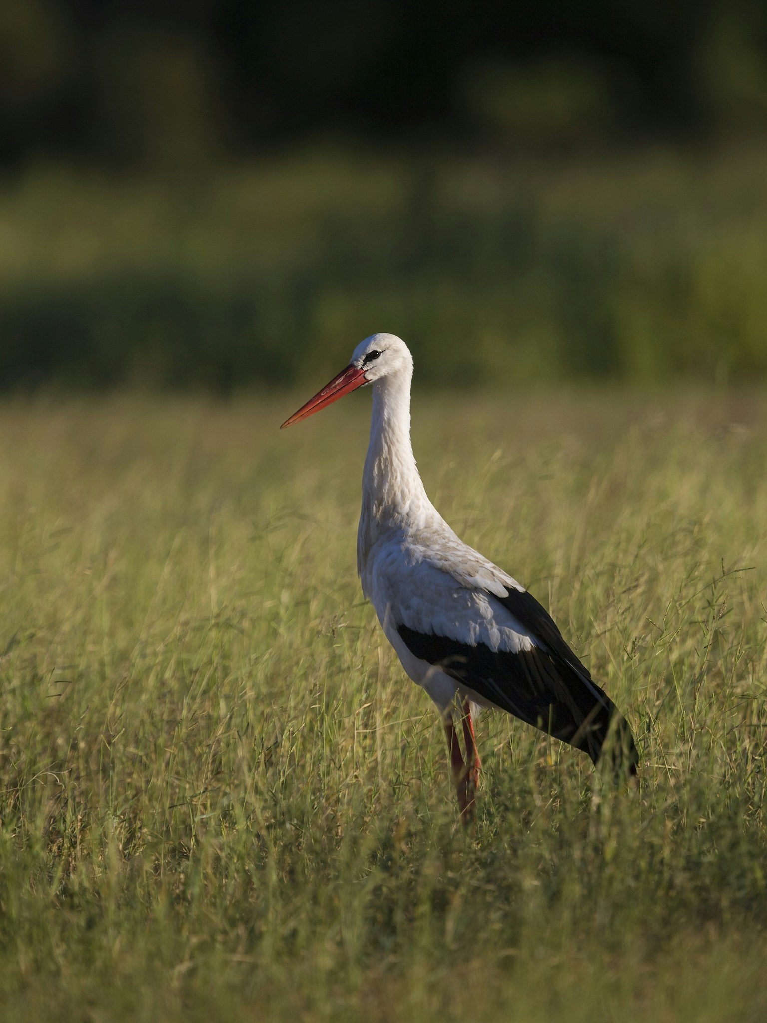 A white stork standing in grassland