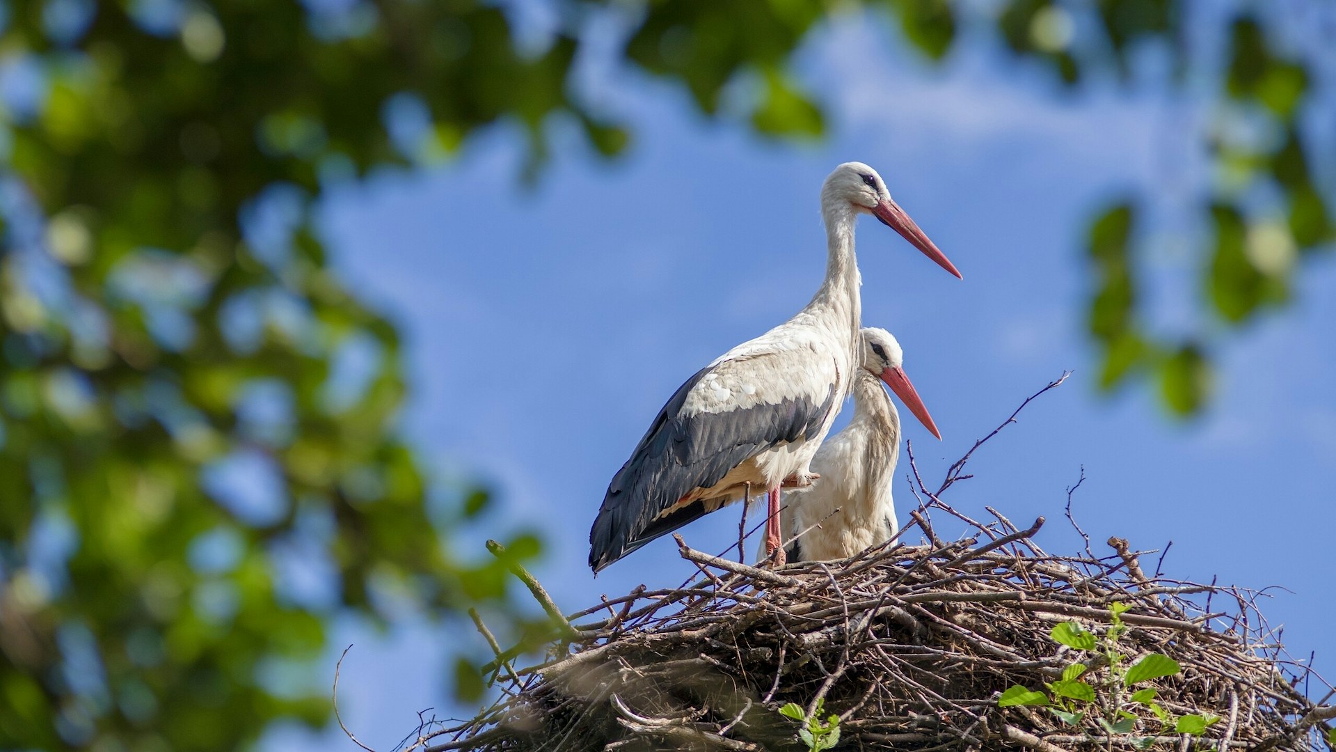 White storks in nest