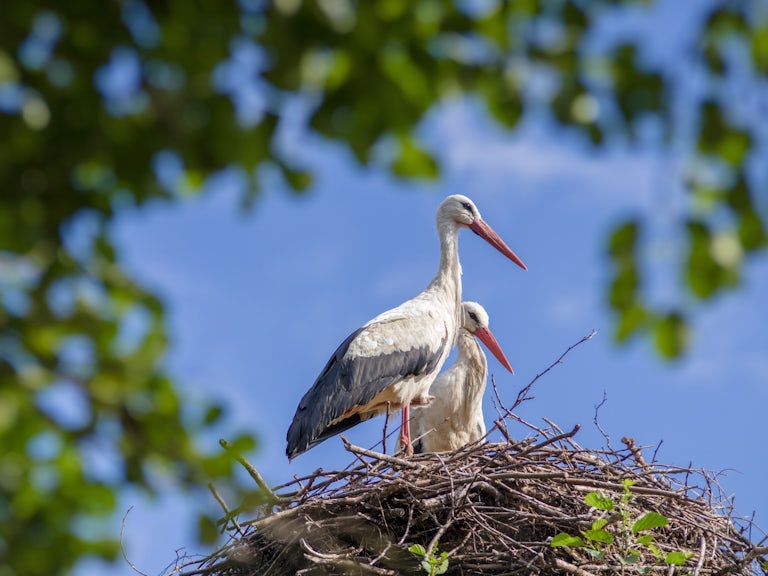White storks in nest
