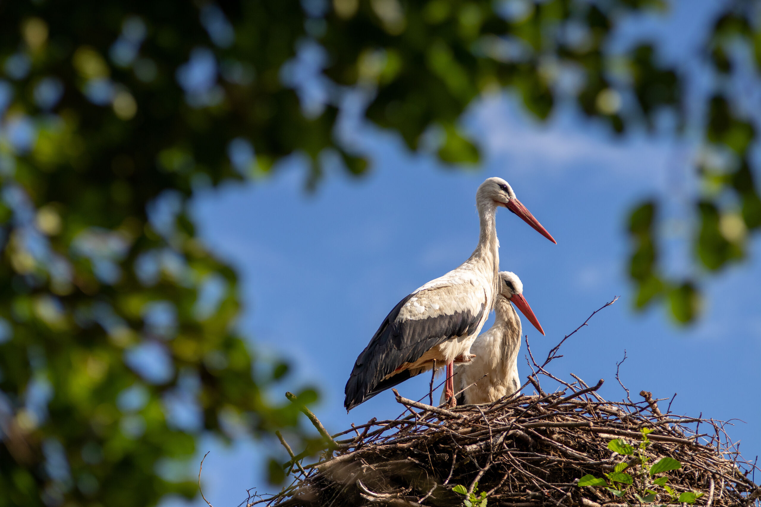 White storks in nest during spring.
