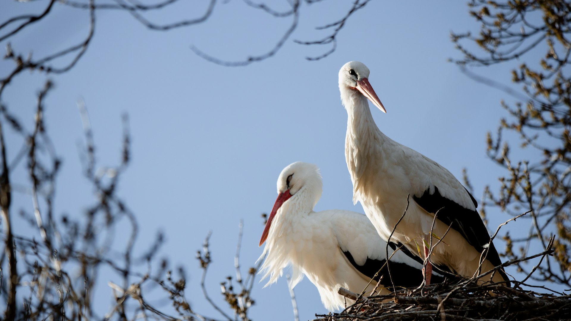 Pair of white storks standing in a nest among the branches