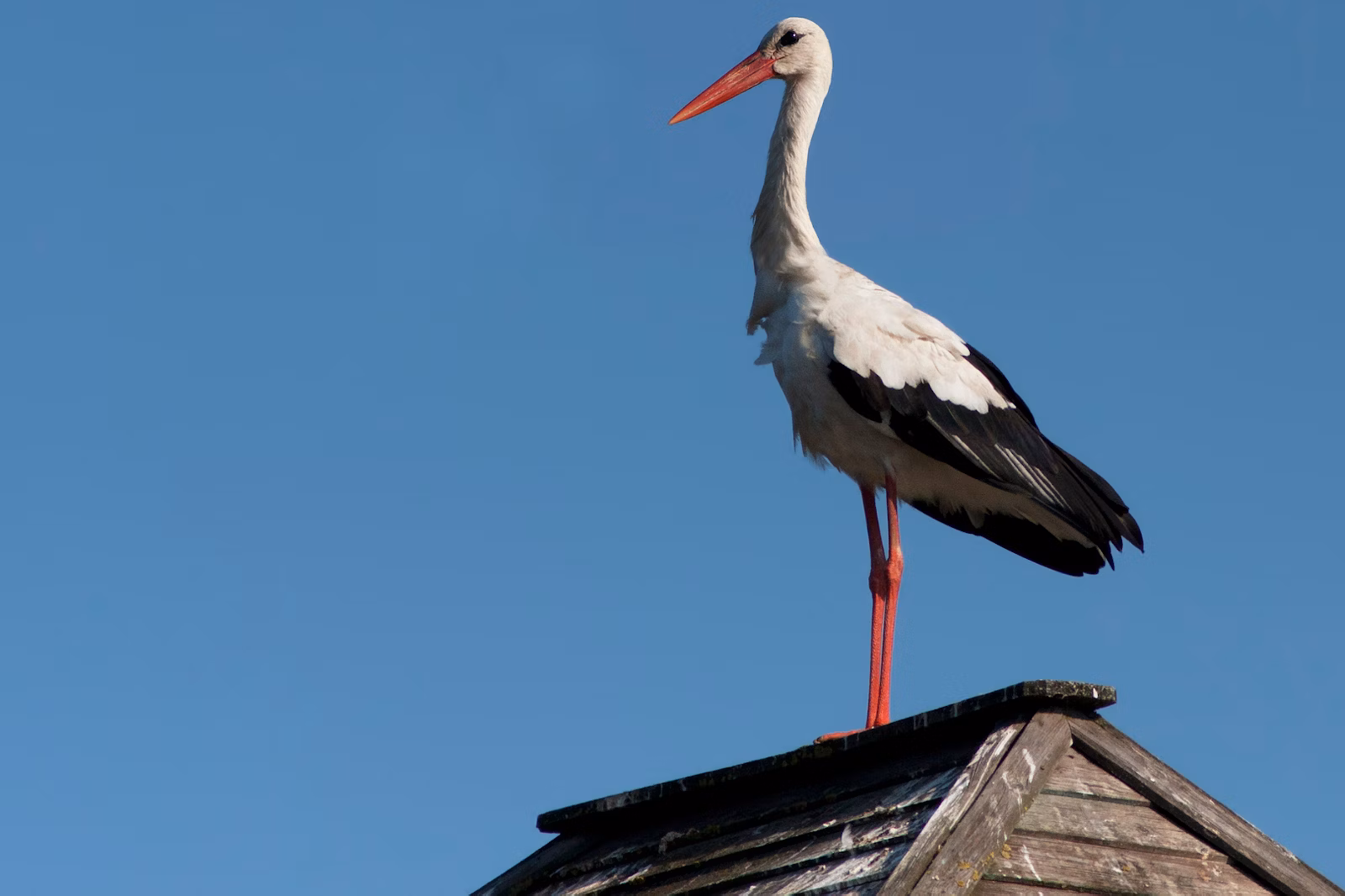 White stork on roof