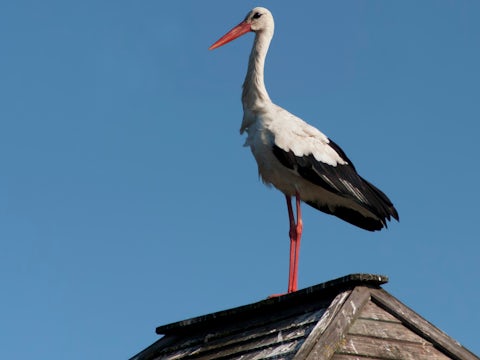 White stork on roof