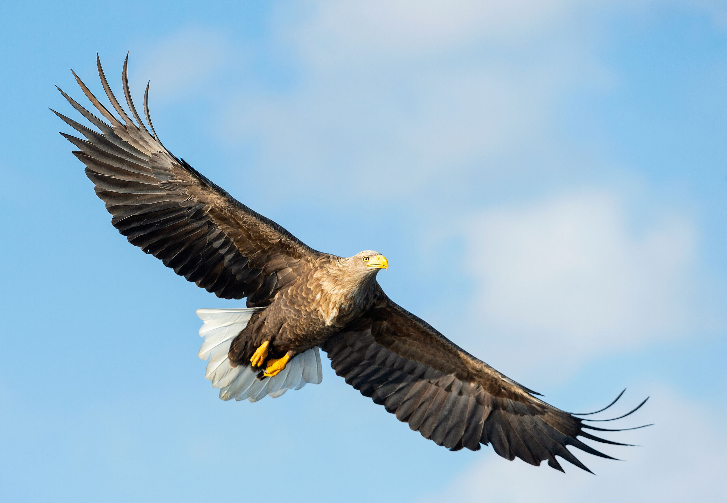 White tailed eagle in flight against a bright blue sky