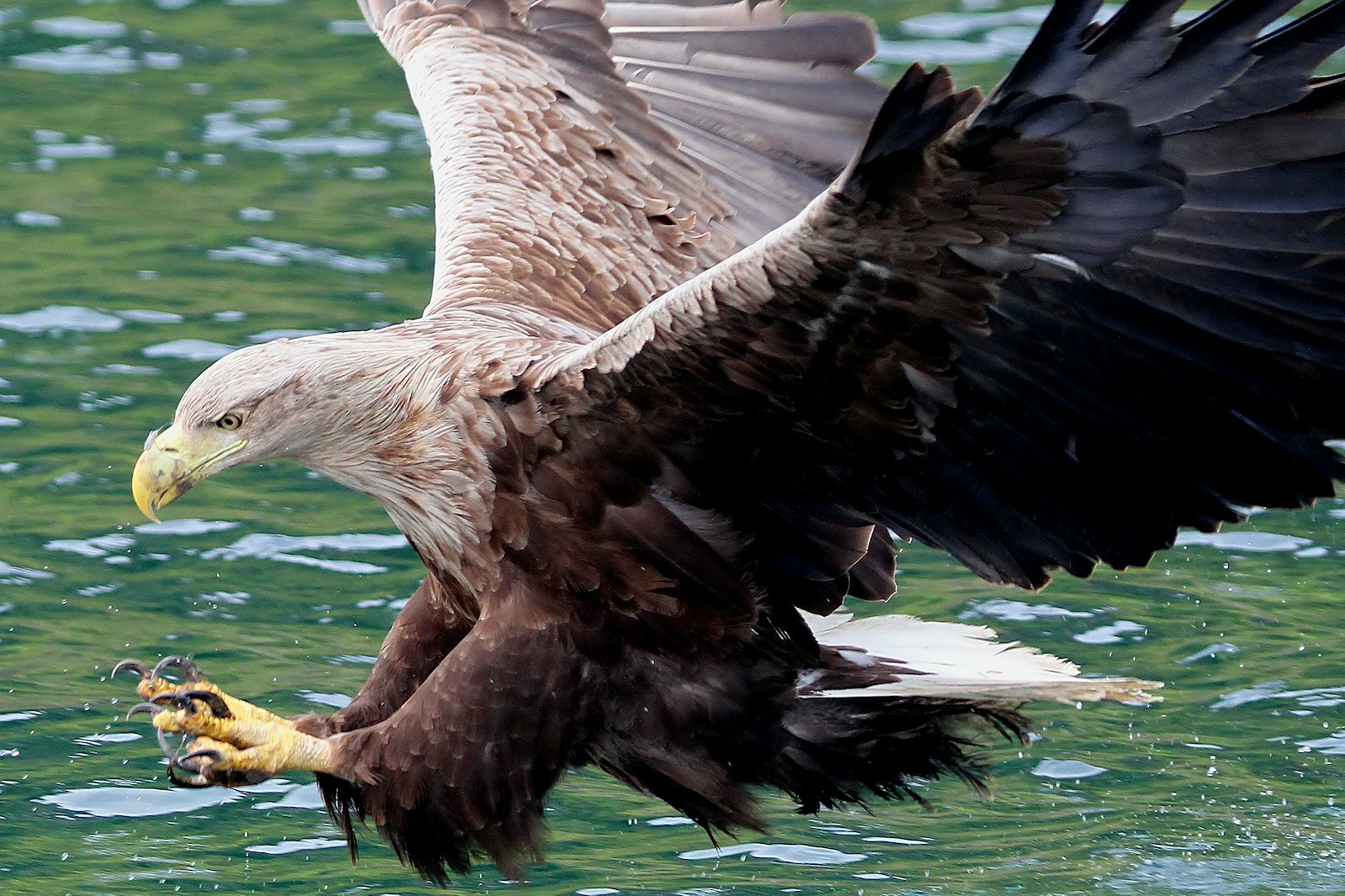 White tailed eagle