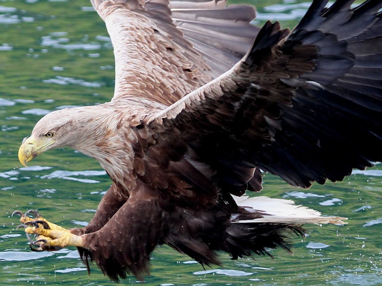 White tailed eagle