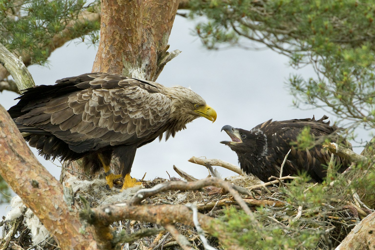 White tailed eagle