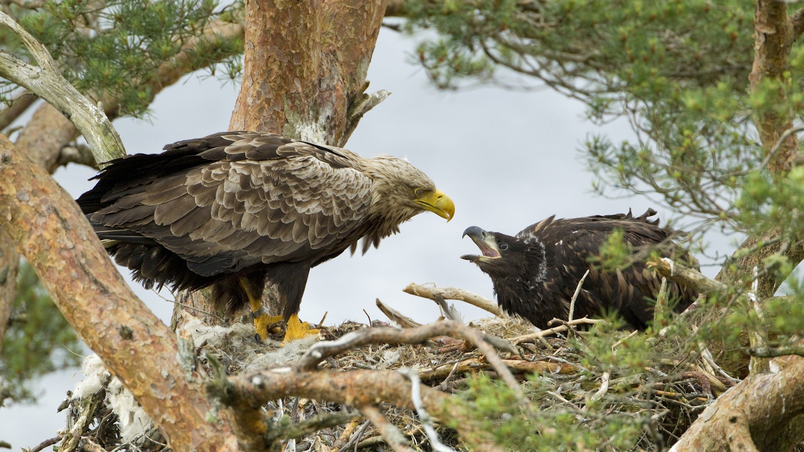 White tailed eagle