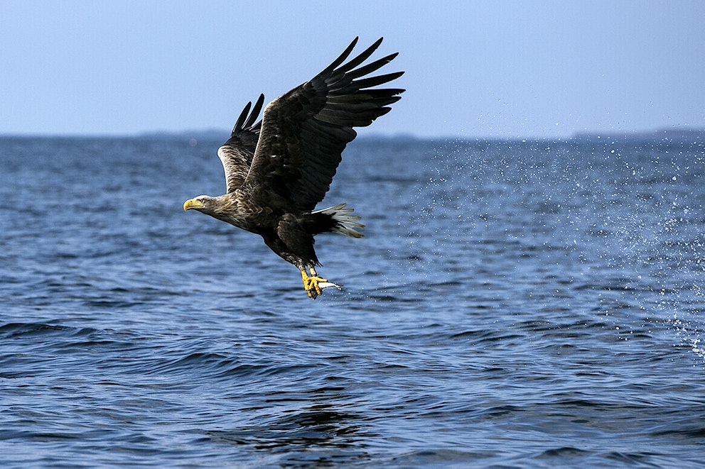 White tailed sea eagle