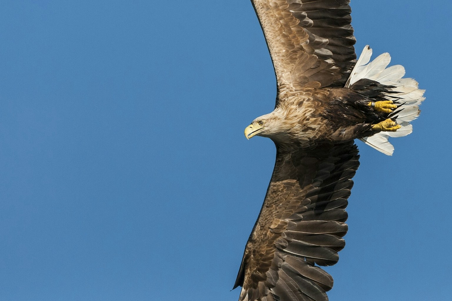 White tailed sea eagle