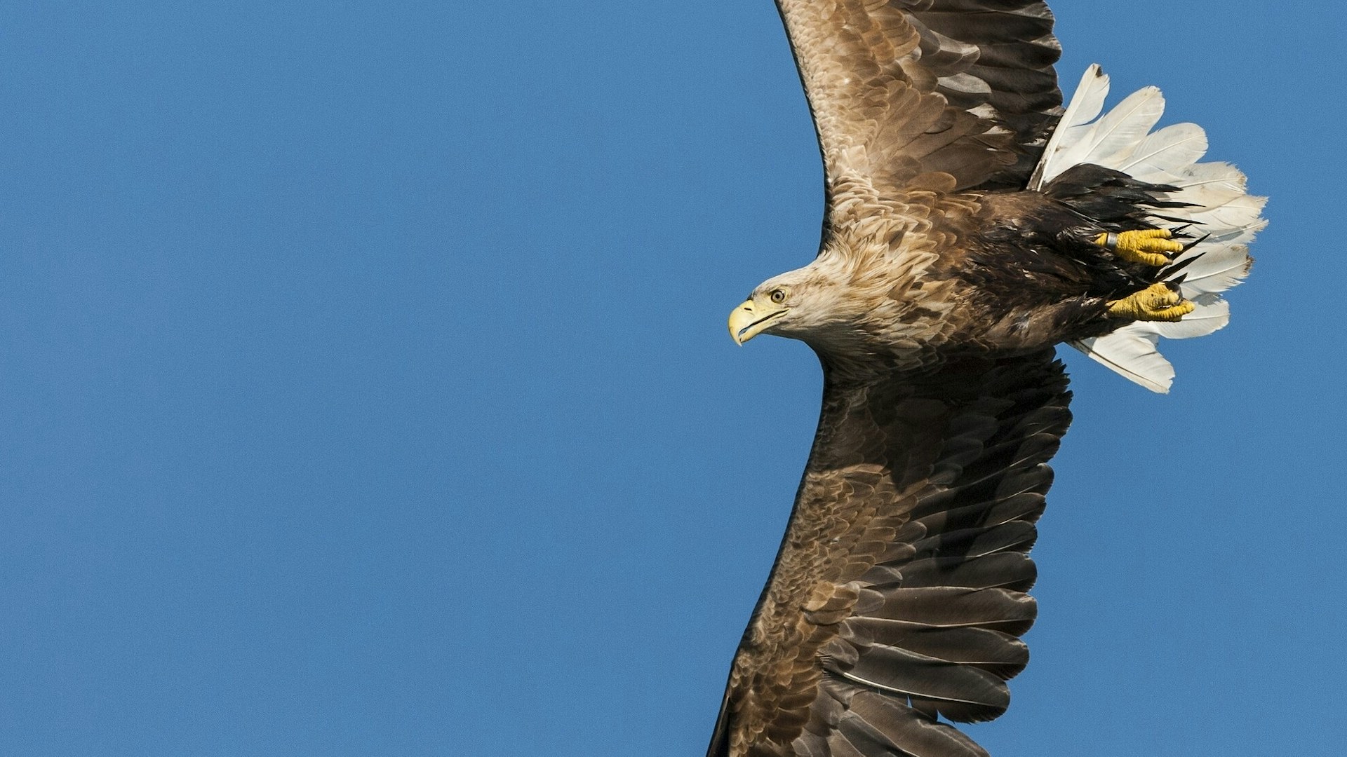 White tailed sea eagle