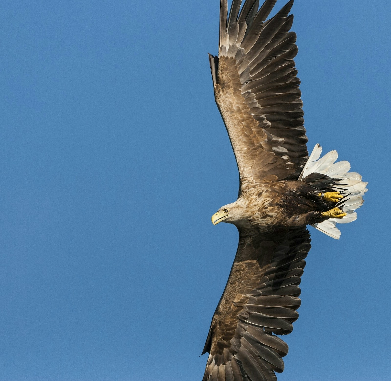 White tailed sea eagle