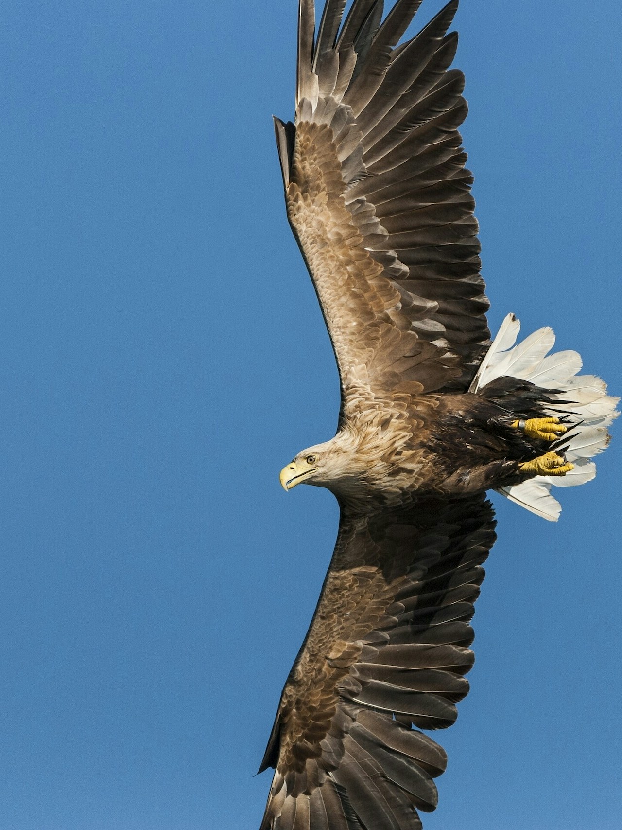 White tailed sea eagle