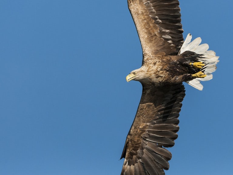 White tailed sea eagle