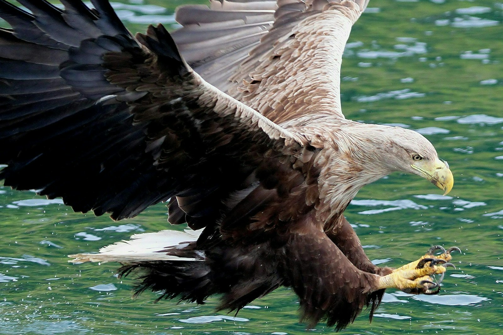 White tailed sea eagle hunting