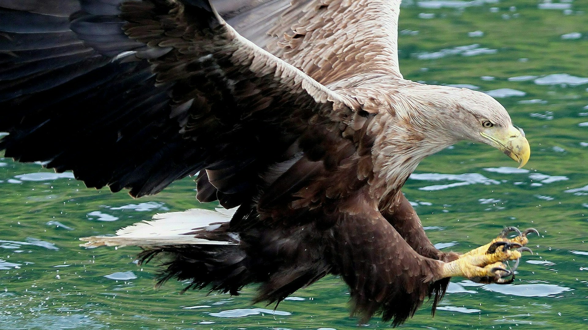 White tailed sea eagle hunting
