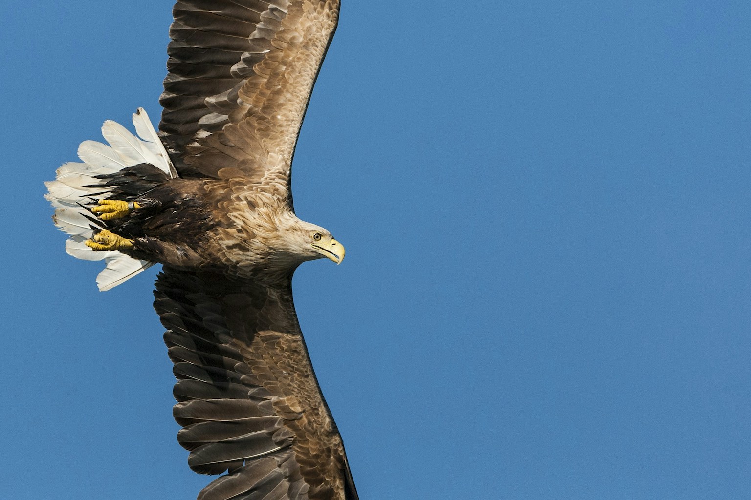White tailed sea eagle