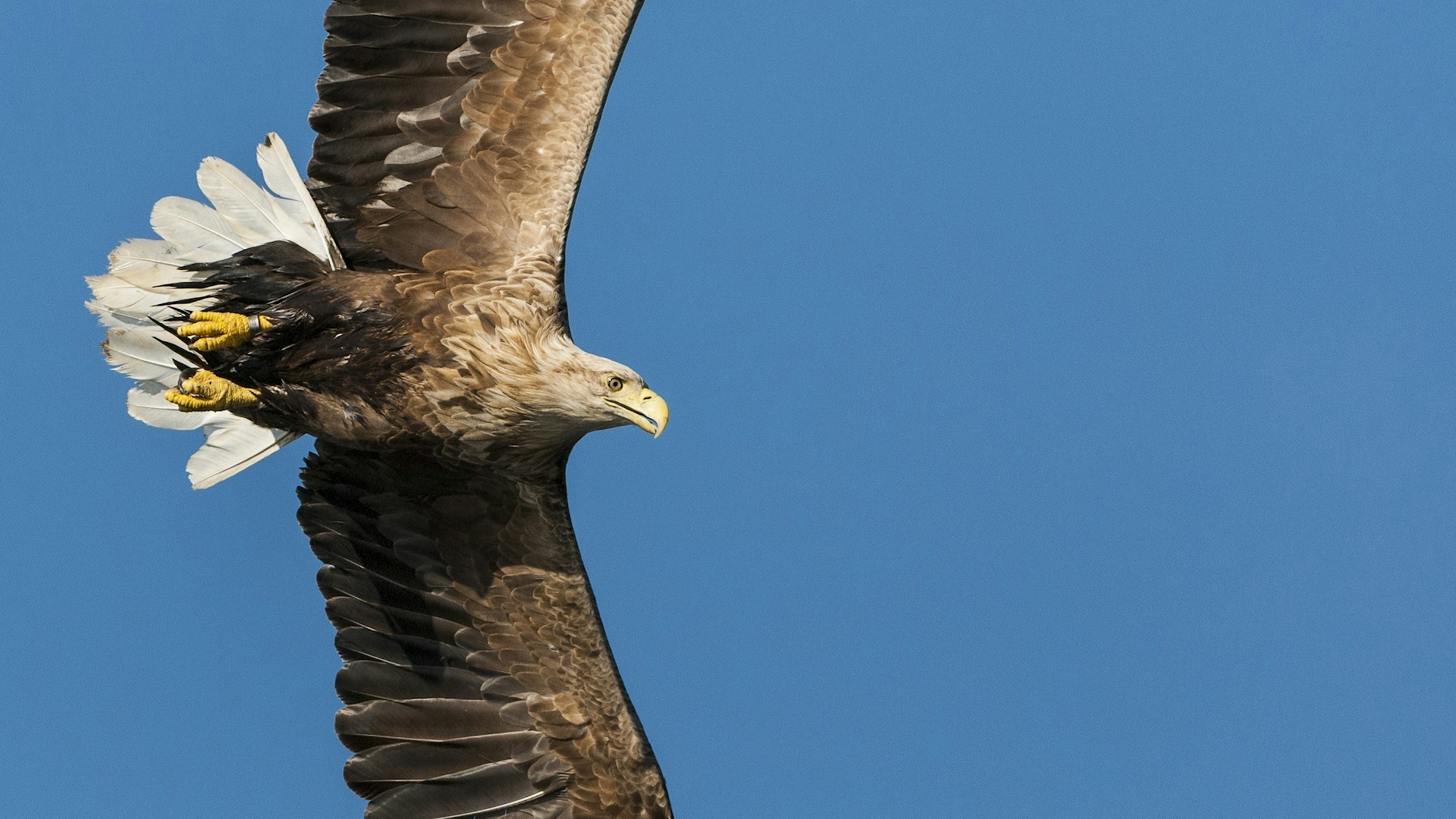 White tailed sea eagle