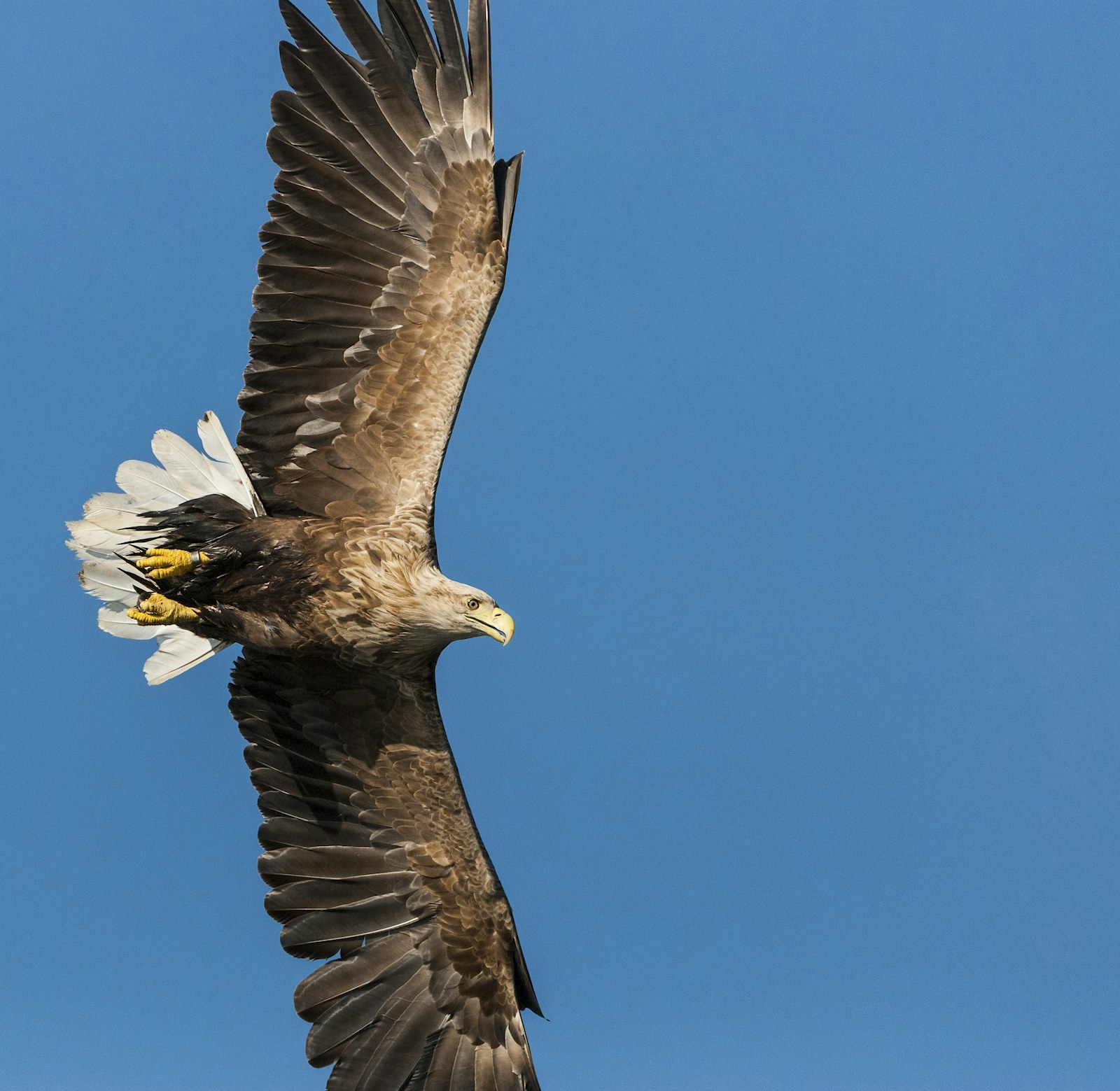 White tailed sea eagle