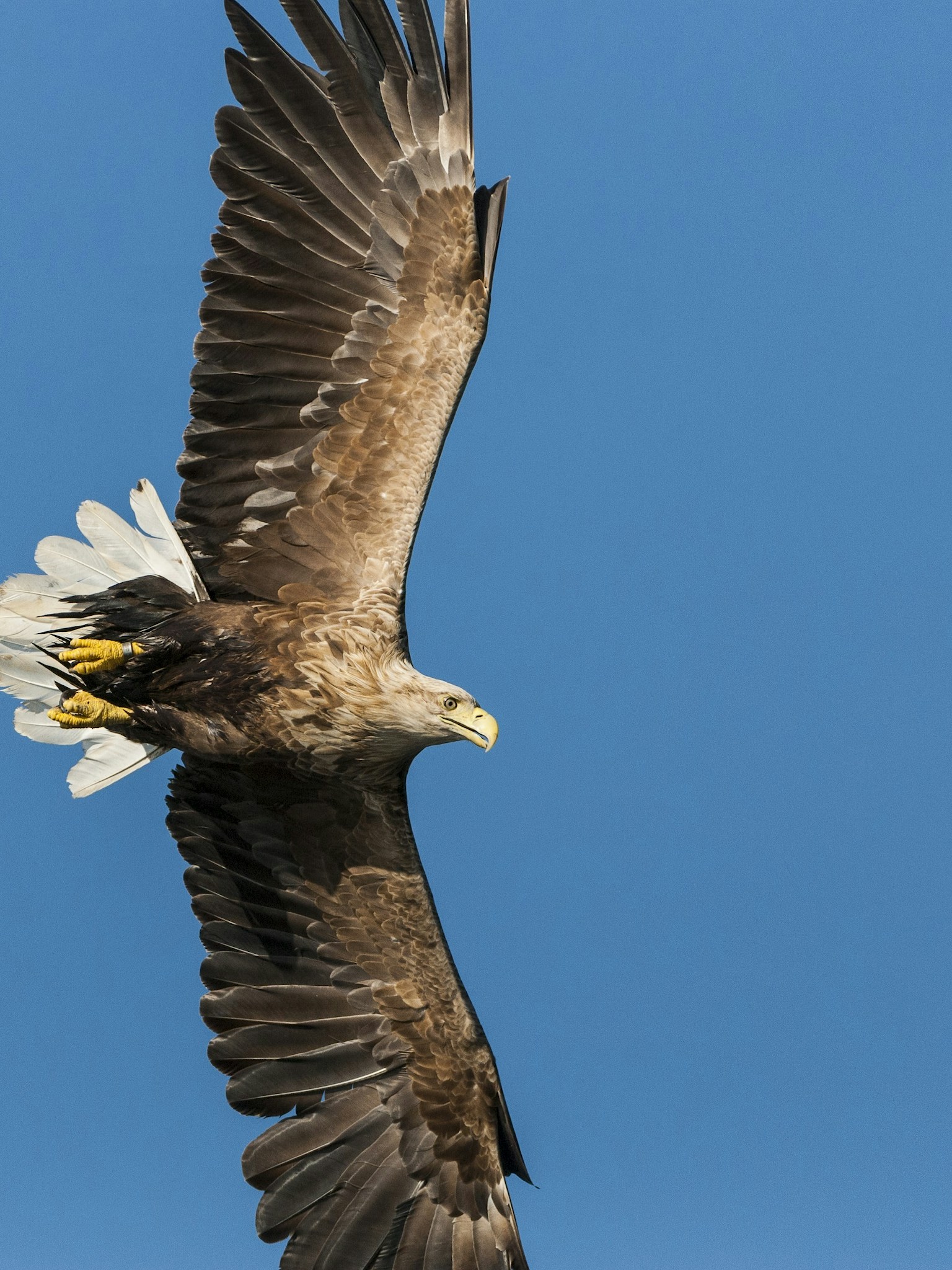 White tailed sea eagle