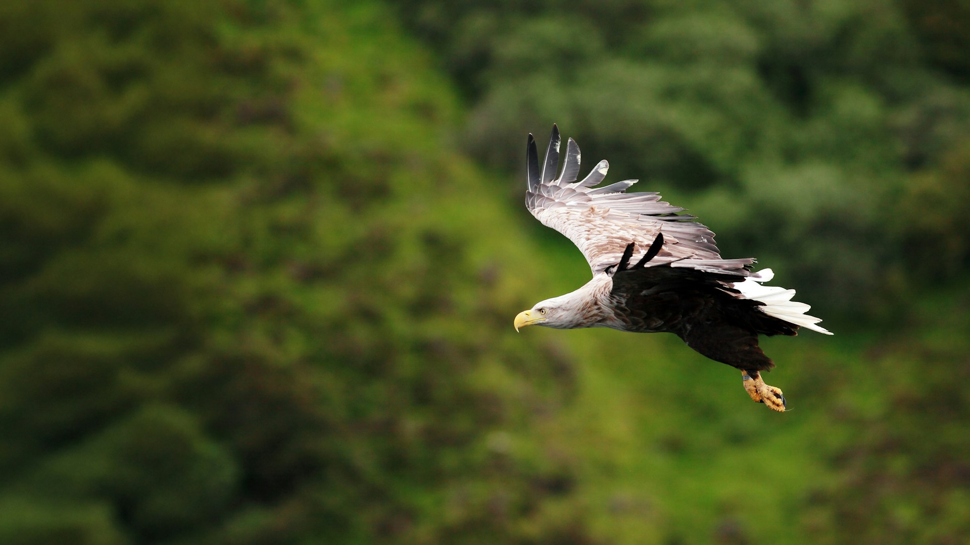 White-tailed sea eagle