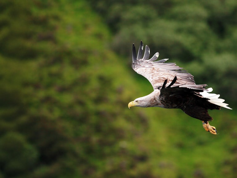 White-tailed sea eagle