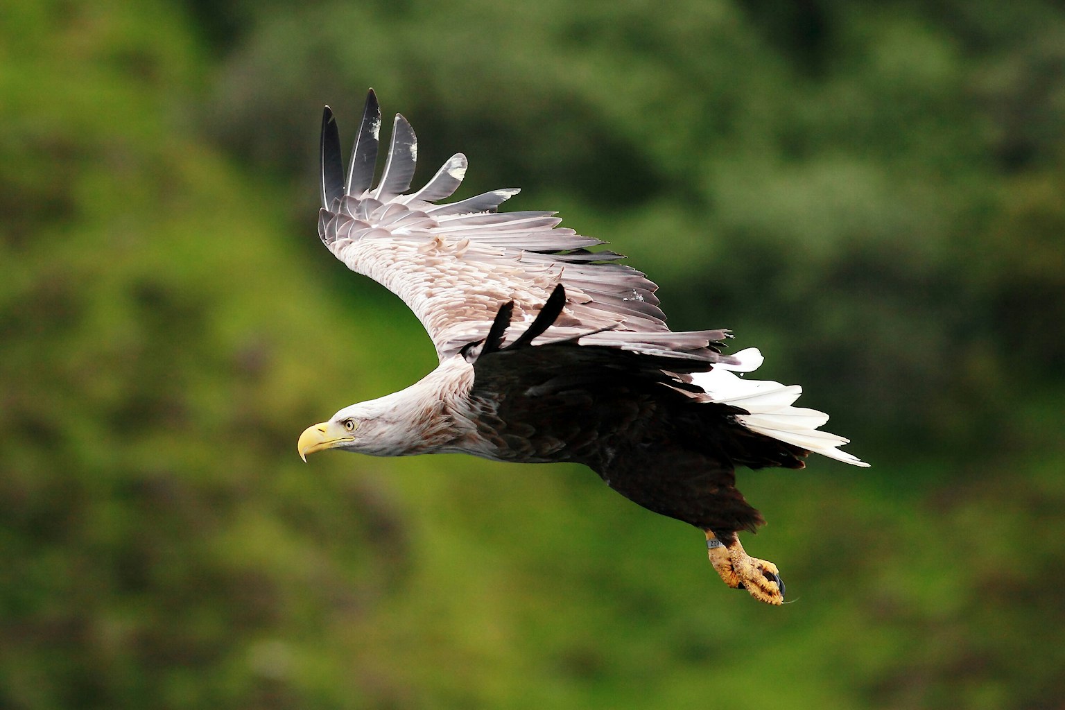 White-tailed eagle in flight.